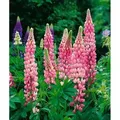 Produktbild: Lupinus Polyphyllus Schlossfrau Vielblättrige Lupine Ca. 11x11 cm Topf