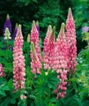 Produktbild: Pflanzen für Dich Staude Lupinus poly. Schlossfrau, 1 St., Lupine, Vielblättrige Lupine
