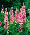 Produktbild: Lupinus polyphyllus 'Schlossfrau', Lupine, rosa, ca. 11x11 cm Topf