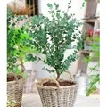 Produktbild: BALDUR Garten 1x Winterharter Eukalyptus Azura® im XXL-Topf, Pflanze im 15 cm-Topf, Eucalyptus gunnii, Azura, winterhart bis -20 °C, mehrjährig,...