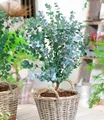 Produktbild: BALDUR Garten Zierstrauch Winterharter Eukalyptus 'Azura®' im XXL-Topf, 1 St., Eucalyptus, duftend, winterhart, mehrjährig, pflegeleicht