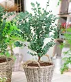 Produktbild: Winterharter Eukalyptus 