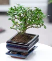Produktbild: BALDUR Garten Bonsai Carmona Fukientee mit Schale, 1 Pflanze, Zimmer Bonsai Zimmerpflanze, Grünpflanze, mehrjährig - frostfrei halten, Bonsai Carmona microphylla