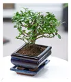 Produktbild: Bonsai Carmona,1 Pflanze Zimmerpflanze