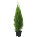 Produktbild: Dehner Thuja Smaragd, immergrün, ca. 100-125 cm, 9.9 l Topf, Heckenpflanze - Grün