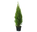 Produktbild: Dehner Thuja Smaragd, immergrün, ca. 100-125 cm, 9.9 l Topf, Heckenpflanze