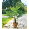 Produktbild: BALDUR-Garten 1x Winterharte Kübel-Palme, Pflanze im 13 cm-Topf, Chinesische Hanfpalme, Freilandpalme, Gartenpalme,Trachycarpus fortunei, frosthar...