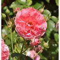 Produktbild: Hochstamm Rose Rosarium Uetersen 80-100cm