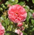 Produktbild: Hochstamm Rose Rosarium Uetersen® 80-100cm