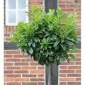 Produktbild: Hochstamm Lorbeerkirsche Etna 80-100cm - Prunus,aurocerasus