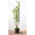 Produktbild: Ligustrum ovalifolium 100-125 cm