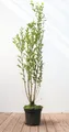 Produktbild: Pflanzen für Dich Gehölze Ligustrum ovalifolium, 1 St., Ovalblättriger Liguster, Gartenliguster