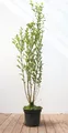 Produktbild: Ligustrum ovalifolium, Ovalblättriger Liguster, 100–125 cm