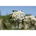 Produktbild: Viburnum Pragense Immergrün 60–80 cm