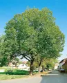 Produktbild: Walnuss 'Jupiter' 125-150 cm Topf Juglans regia Obstbaum winterhart | Juglans regia, sommergrün, aufrecht und ausladend, sonnig bis halbschattig, essbare Nüsse, Solitärbaum, winterhart bis -25 °C
