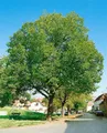 Produktbild: Juglans regia 'Jupiter', Walnussbaum, 125–150 cm