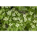 Produktbild: Cornus Kousa Chinensis China Girl Chinesischer Blumen-Hartriegel 80–100 cm