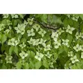 Produktbild: Pflanzen-für-dich.de - Cornus Kousa Chinensis 'china Girl' 7,5l 80- 100