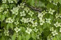 Produktbild: Cornus kousa chinensis 'China Girl' 80-100 cm - Chinesischer Blumen-Hartriegel, weiße Blüten, Blütezeit Mai-Juni, ideal für Einzelstellung, pflegeleicht und winterhart