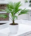 Produktbild: BALDUR Garten Zimmerpflanze Palme 'Livistona Rotundifolia', 1 St., Zimmerpflanze