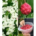 Produktbild: BALDUR Garten 1x Japanischer Blumen-Hartriegel, Pflanze im 2 Liter-Topf, reife Früchte essbar, Cornus kousa, winterhart, blühend, essbare Frücht...