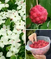 Produktbild: BALDUR Garten Zierstrauch Japanischer Blumen-Hartriegel, 1 St., Bodendecker, winterhart, mehrjährig, essbar