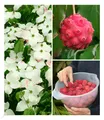 Produktbild: Japanischer Blüten-Hartriegel, 1 Pflanze Cornus kousa winterhart