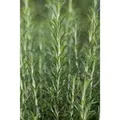 Produktbild: Rosmarinus Officinalis Arp Rosmarin Winterhart Ca. 9x9 cm Topf