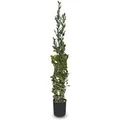 Produktbild: Sunny-Tree Laurus Nobilis Echter Lorbeer Strauch Immergrün 160cm Winterhart 10-Liter-Topf für Garten und Terrasse Aromatischer Gewürzlorbeer