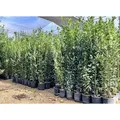 Produktbild: Sunny Tree - Laurus Nobilis Echter Lorbeer Strauch, Immergrün, 160 cm, Winterhart, 10-Liter-Topf, Premium Kübelpflanze für Garten und Terrasse, ...