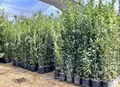 Produktbild: Sunny Tree - Laurus Nobilis Echter Lorbeer Strauch, Immergrün, 160 cm, Winterhart, 10-Liter-Topf, Premium Kübelpflanze für Garten und Terrasse, Aromatischer Gewürzlorbeer
