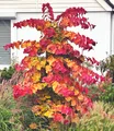 Produktbild: BALDUR Garten Cercis 'Eternal Flame®', Judasbaum, 1 Pflanze, fantastisches Farbspiel der Blätter, Blickfang als Solitär, in Hecken und Kübeln, pflegeleichtes Ziergehölz, bienen und schmetterlingsfreundlich
