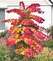 Produktbild: BALDUR Garten Cercis 'Eternal Flame®', Judasbaum, 1 Pflanze, Ziergehölz