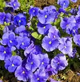 Produktbild: Hornveilchen Martin - Viola cornuta - lebende Gartenpflanze aus den Baumschulen