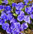 Produktbild: Hornveilchen Martin - Viola cornuta