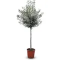 Produktbild: Sunny-Tree    Hochstämmiger Olivenbaum 170 Zentimeter Hoch 15 Jahre Alt Olea Europea - Winterhart Bis -18° Fruchtbildend - Obstbaum
