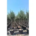 Produktbild: Sunny Tree - Hochstämmiger Olivenbaum 170 Zentimeter hoch - 15 jahre alt - Olea europea - Winterhart bis -18 - Fruchtbildend - Obstbaum