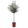 Produktbild: Mediterranea Olivenbaum Olea Europaea 160 cm Frosthart bis -18°C mit Mediterranem Flair für Garten & Terrasse