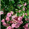 Produktbild: Hochstamm Rose The Fairy 60-80cm