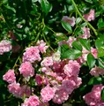 Produktbild: Hochstamm Rose The Fairy 60-80cm