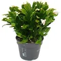 Produktbild: Exotenherz Großer Weihnachtskaktus Schlumbergera XXL 17cm Topf ca. 25-35cm Hoch Weisse Blüten