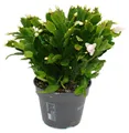 Produktbild: Großer Weihnachtskaktus – Schlumbergera – XXL – Topf 17 cm – Höhe ca. 25–35 cm – weiße Blüten