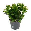 Produktbild: Großer Weihnachtskaktus - Schlumbergera - XXL - 17cm Topf - ca. 25-35cm hoch - weisse Blüten