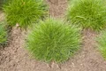 Produktbild: Festuca gautieri 'Teddybär' – Winterhart, Immergrün, Pflegeleicht – Bärenfellgras – Ziergras für Steingarten & Rabatte