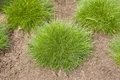 Produktbild: Pflanzen für Dich Gräser Festuca gautieri Teddybär, 1 St., Bärenfell-Schwingel, Bärenfellgras, kugelig, immergrün