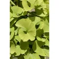 Produktbild: Ginkgo Biloba Mariken Fächerblattbaum 30–40 cm