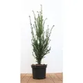 Produktbild: Taxus baccata 50-60 cm