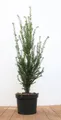 Produktbild: Pflanzen für Dich Konifere Taxus baccata, 1 St., Eibe, Gemeine Eibe, Europäische Eibe, immergrün, schnittverträglich