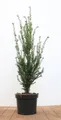 Produktbild: Taxus baccata, Eibe, 50–60 cm, immergrün, robust