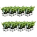 Produktbild: Plants by Frank | 48 Stechpalme Pflanzen | Ilex Crenata 'Jenny' | Heckenpflanzen | Winterhart | Immergrün | Gartenpflanzen - Grün